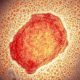 This image has an empty alt attribute; its file name is 103598601_m0501256-monkeypox_virus_particle_tem-spl-1.jpg