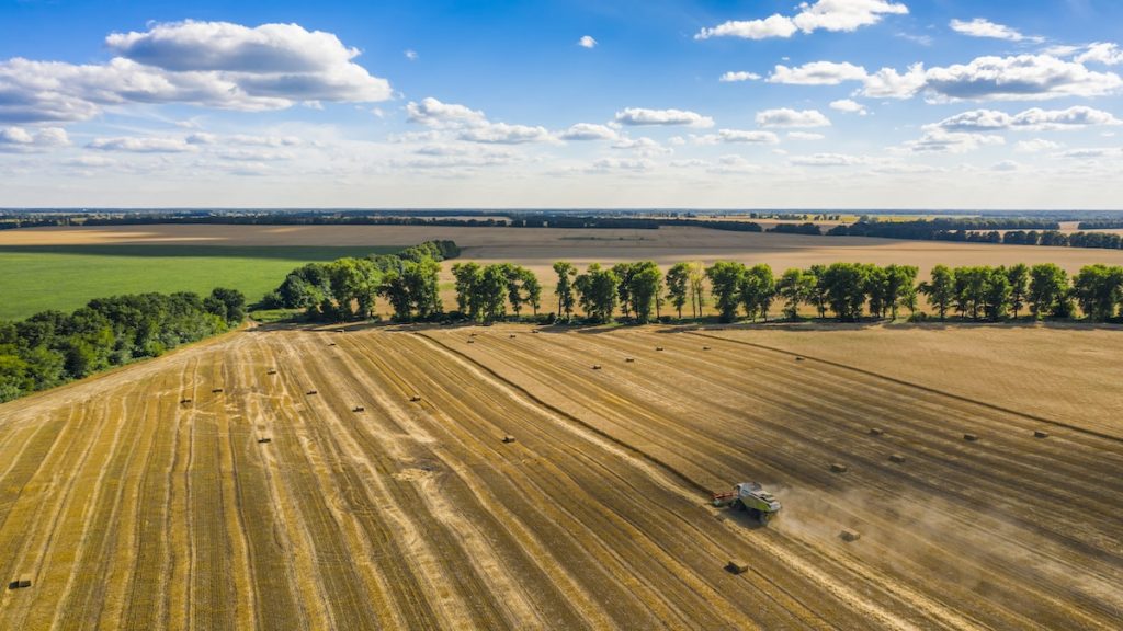 This image has an empty alt attribute; its file name is ukraine-wheat-1024x576.jpg