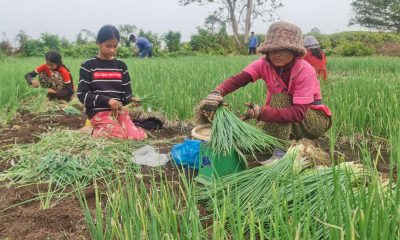 ដើមខ្ទឹម