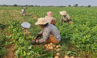 ប៉ិកួៈ